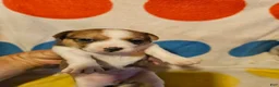 Chihuahua dogs for sale: Frari - Ad 15