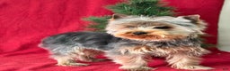 Yorkshire Terrier dogs for sale: Leo - Ad 3