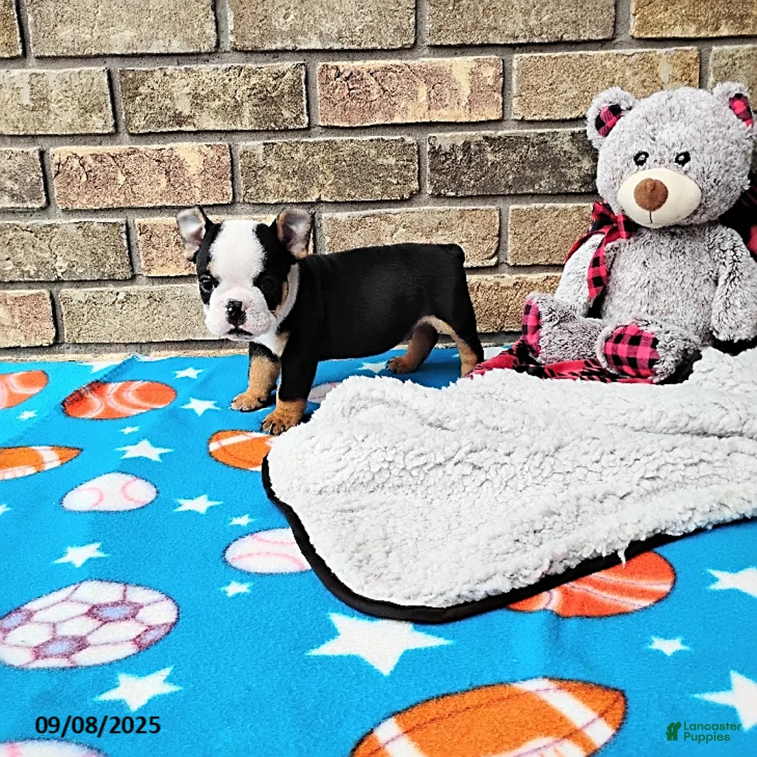 English Bulldog dogs for sale: Reuben - Ad 17