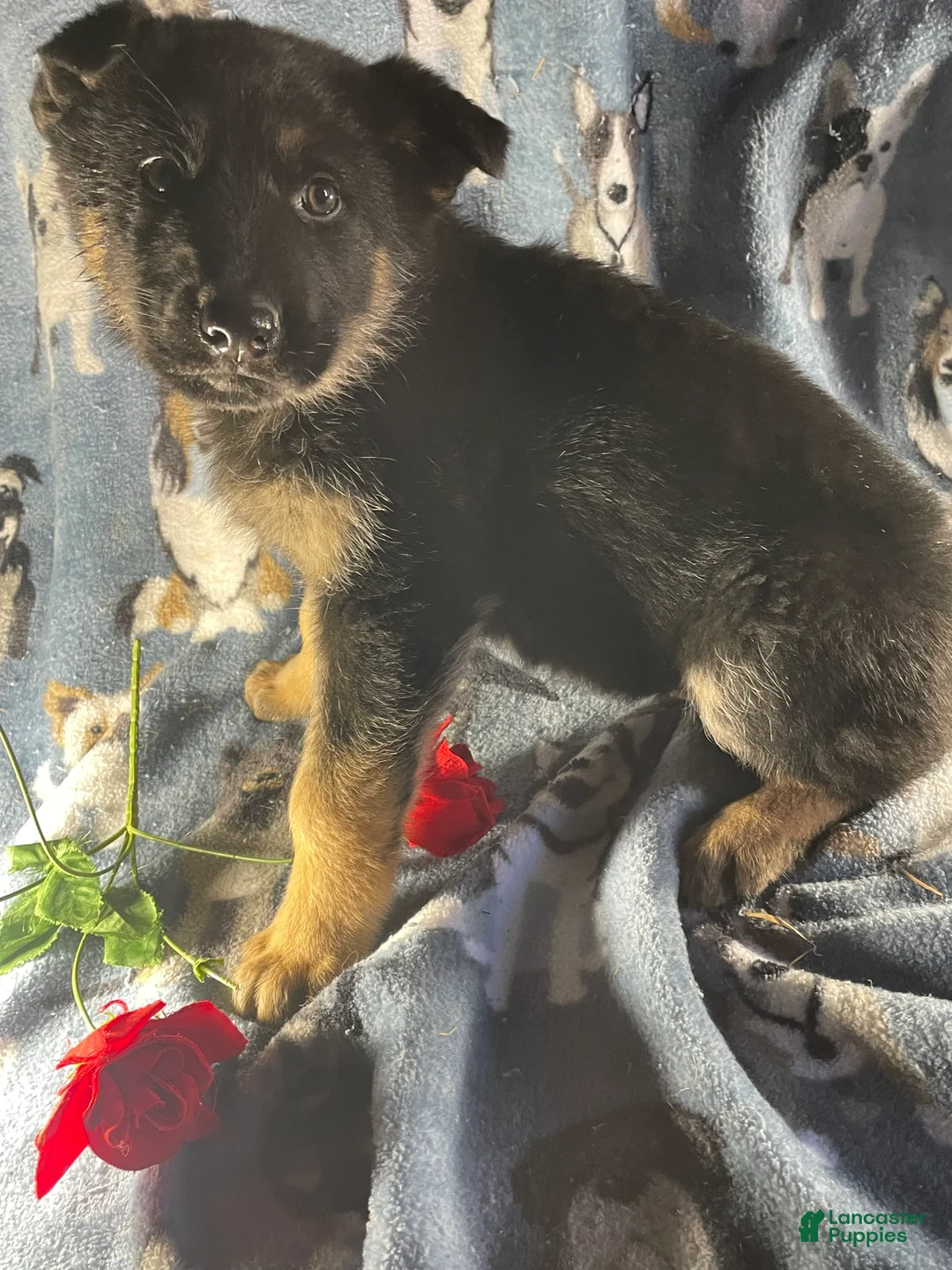 German Shepherd dogs for sale: Ace - Ad 4