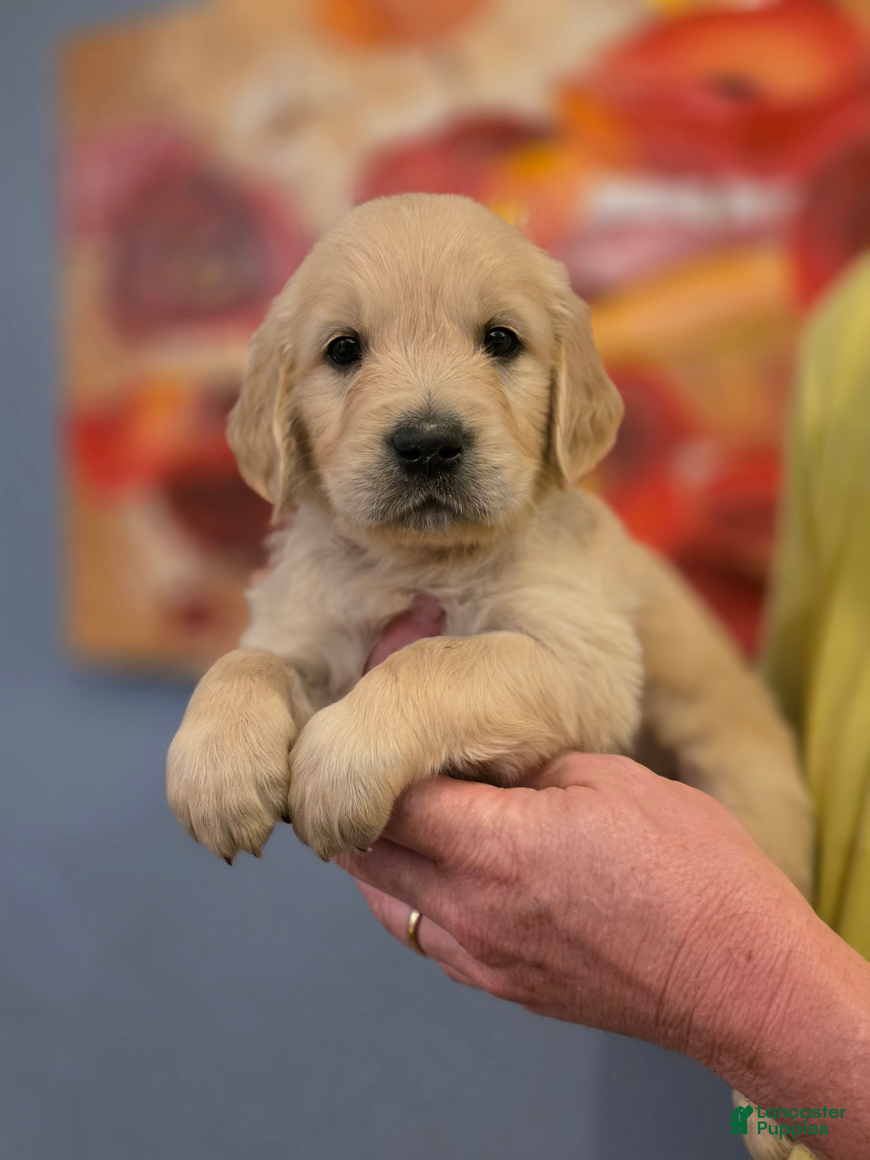 Golden Retriever dogs COCOA Pebbles, Champion Sired - Ad 1