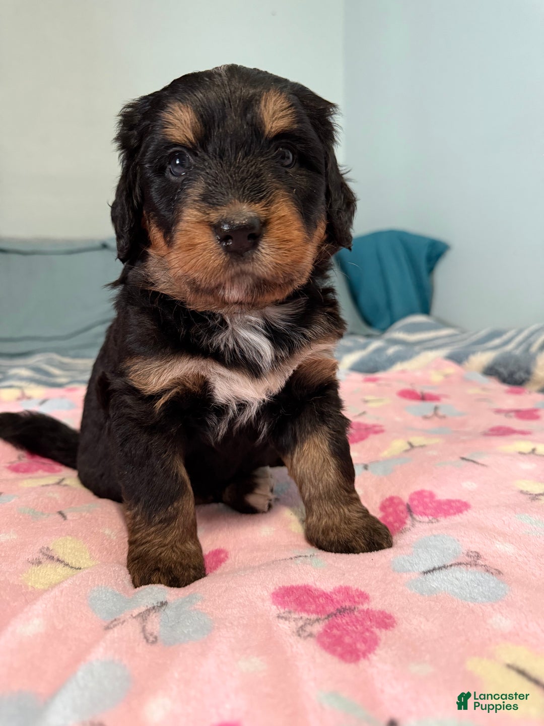 Mixed Breed dogs for sale: Mixed Breed Puppy 4 - Ad 3
