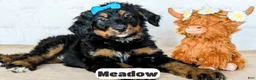Bernedoodle dogs for sale: Meadow - Ad 13