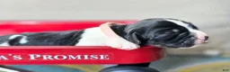 English Springer Spaniel dogs for sale: Coral - Ad 6