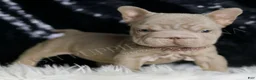 French Bulldog dogs for sale: Baby Boop - Ad 6