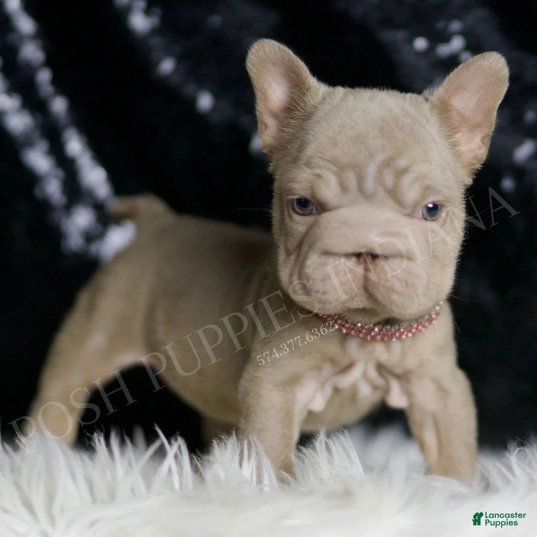 French Bulldog dogs for sale: Baby Boop - Ad 6