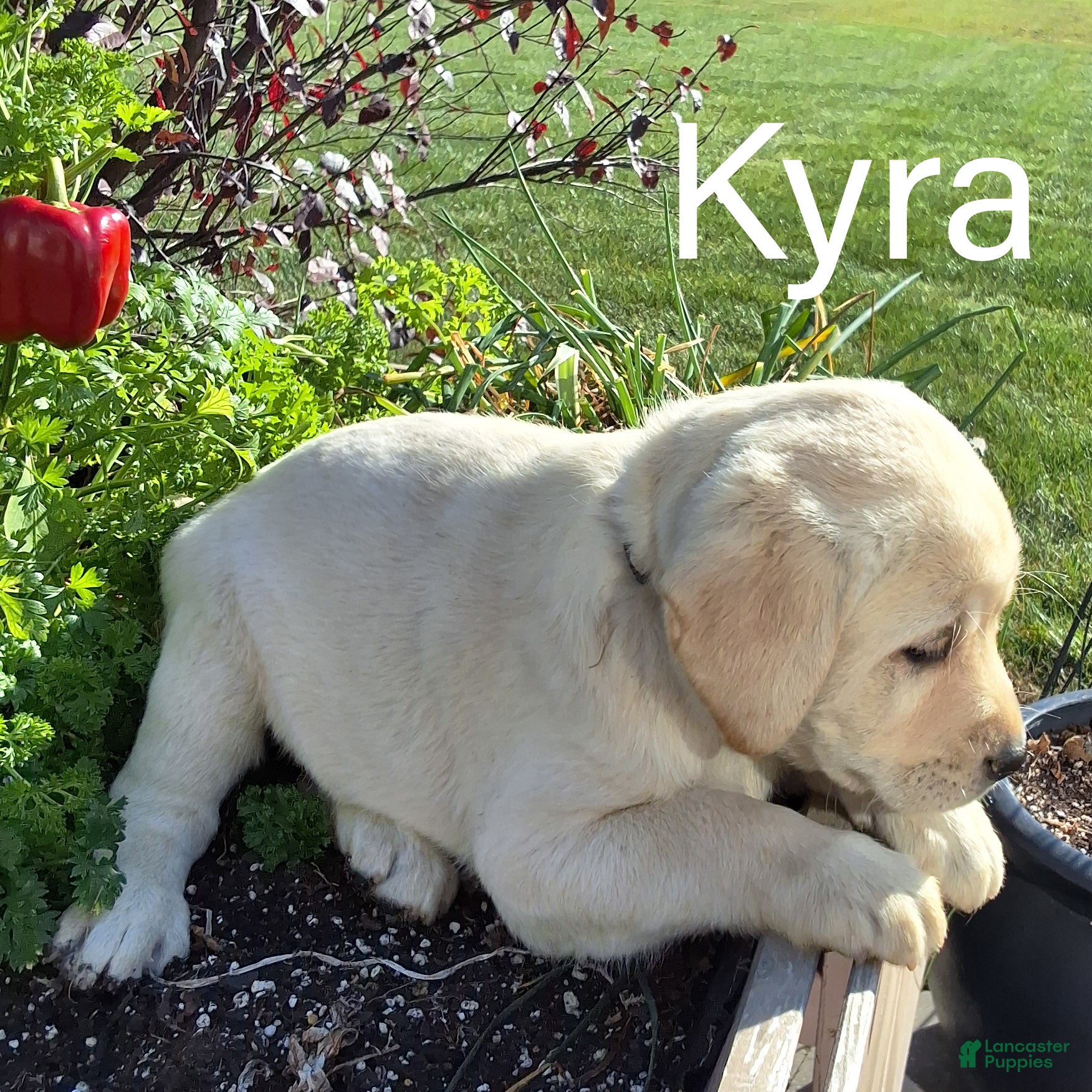 Labrador Retriever dogs for sale: Kyra Labrador Retriever 8 - Ad 2