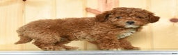 Toy Poodle dogs for sale: Buddy - Ad 5