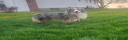Miniature Australian Shepherd dogs for sale: Blue - Ad 11