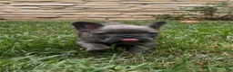 French Bulldog dogs for sale: Sonia - Ad 3