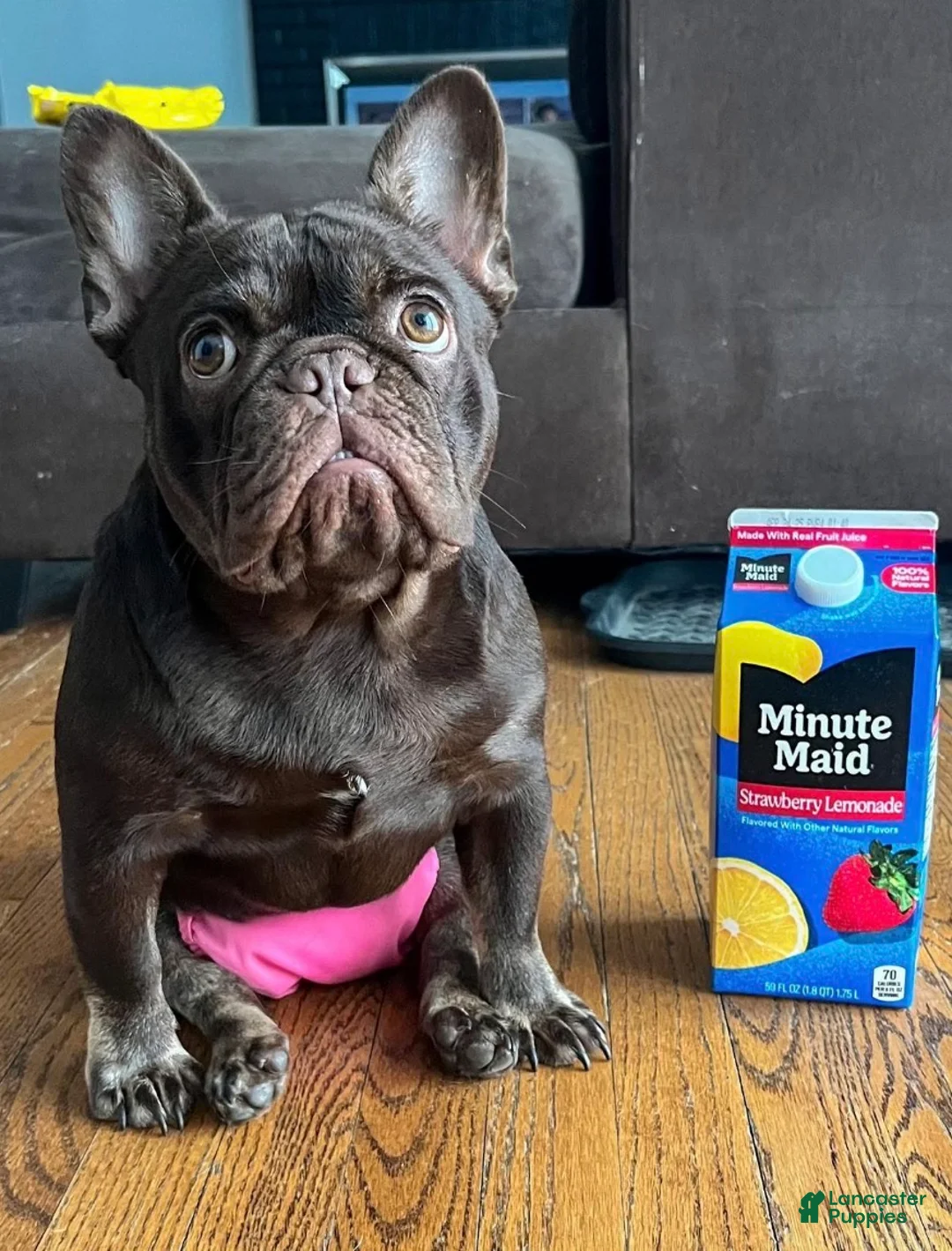 French Bulldog dogs for sale: Sweet Cashmere - Ad 2