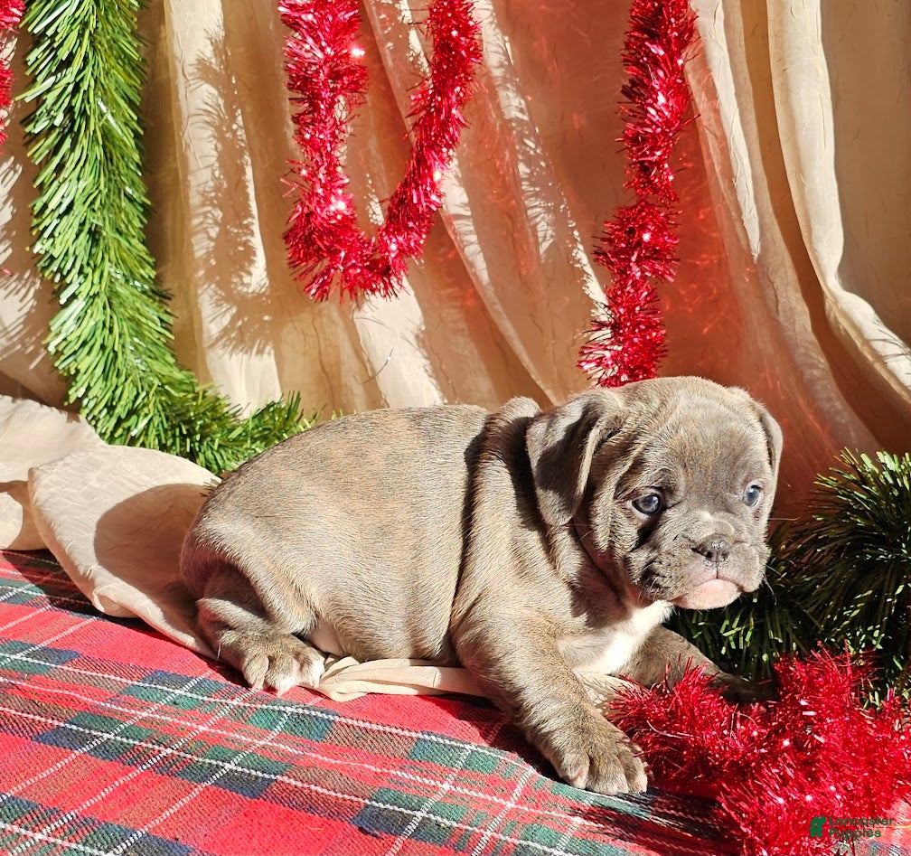 Mixed Breed dogs Blue Twist - Ad 36