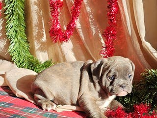 Mixed Breed dogs Blue Twist - Ad 36