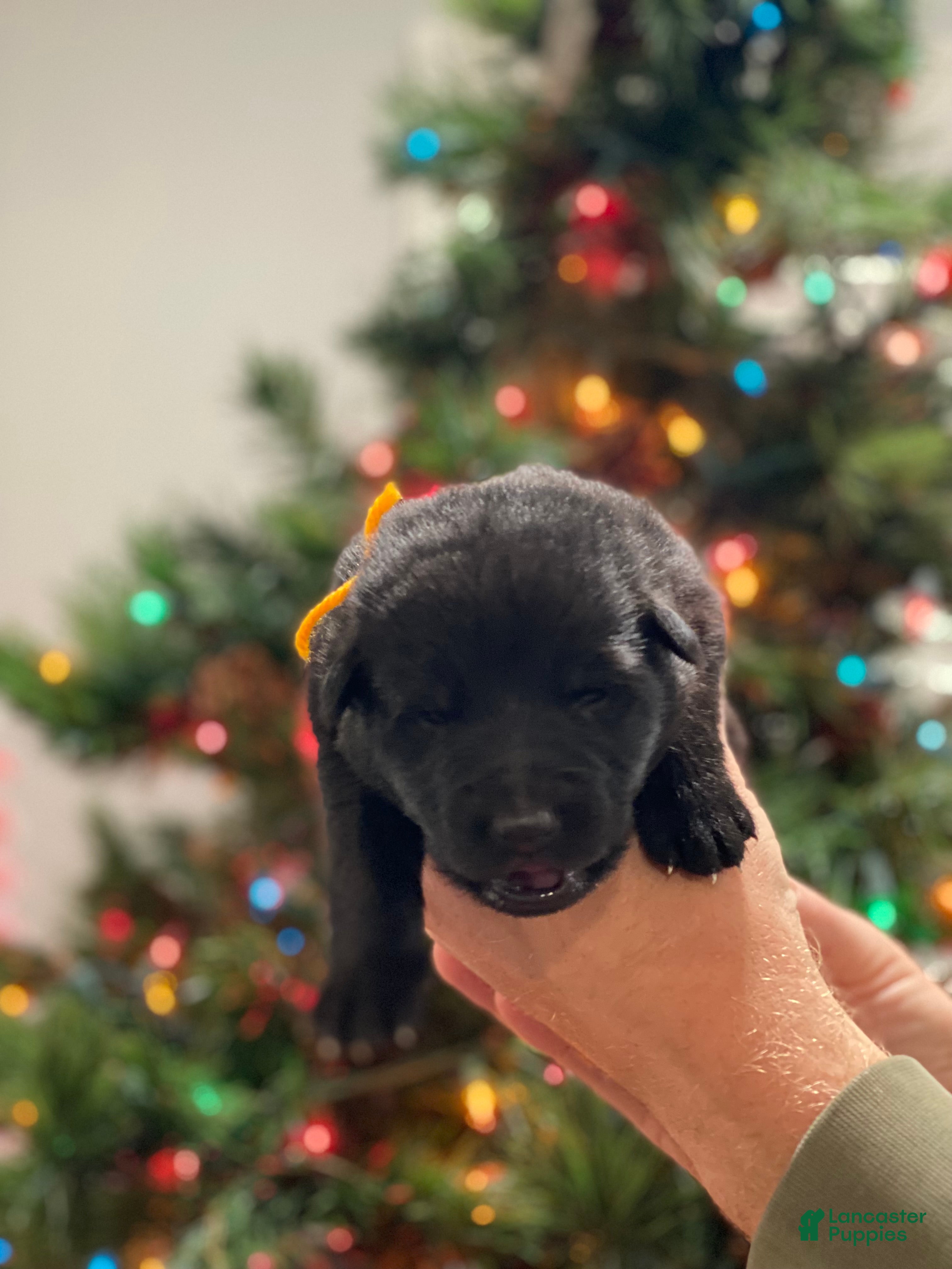 German Shepherd dogs German Shepherd Puppy 2 - Ad 15