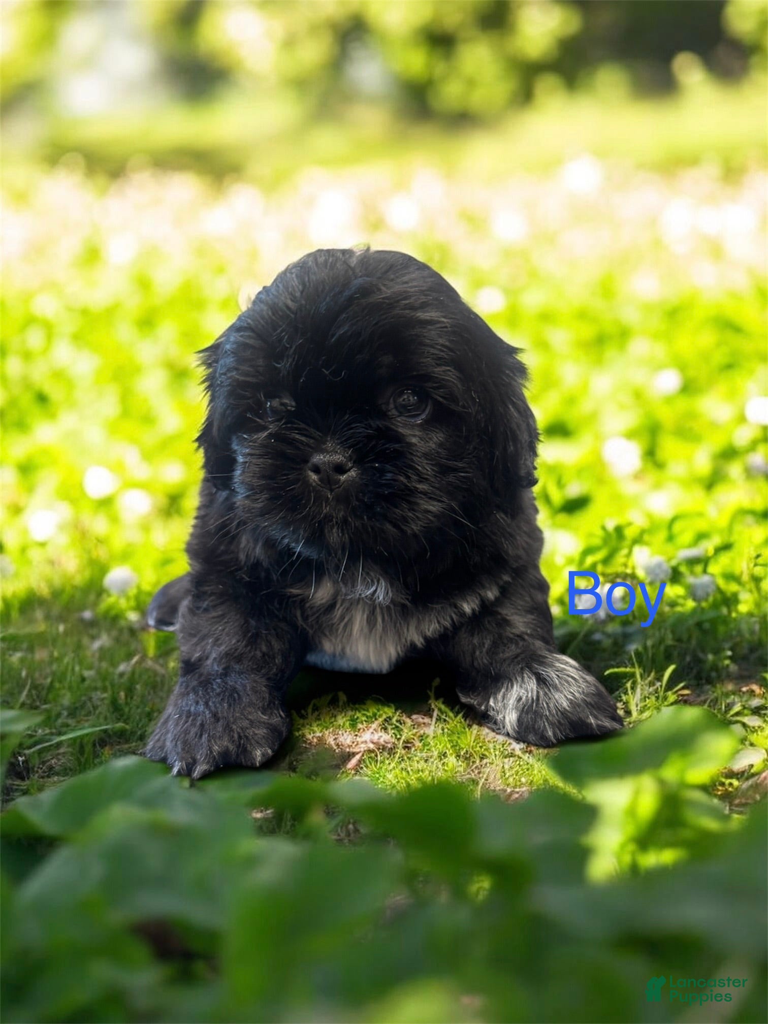 Shih Tzu dogs Shih Tzu Puppy 1 - Ad 31