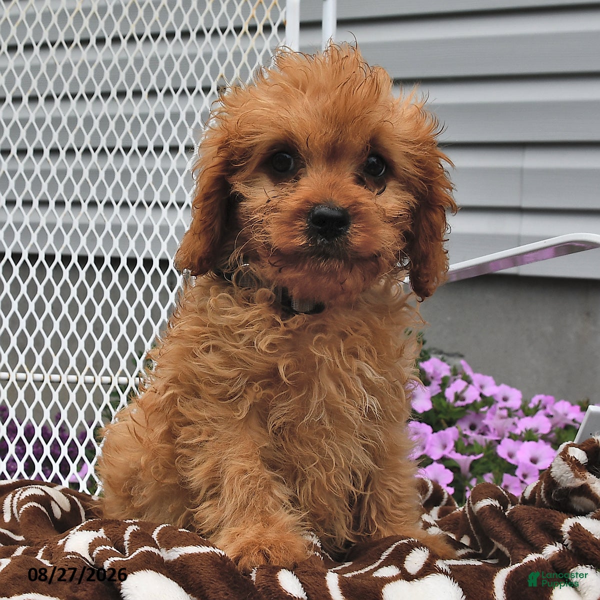 Cavapoo dogs Clifford - Ad 2