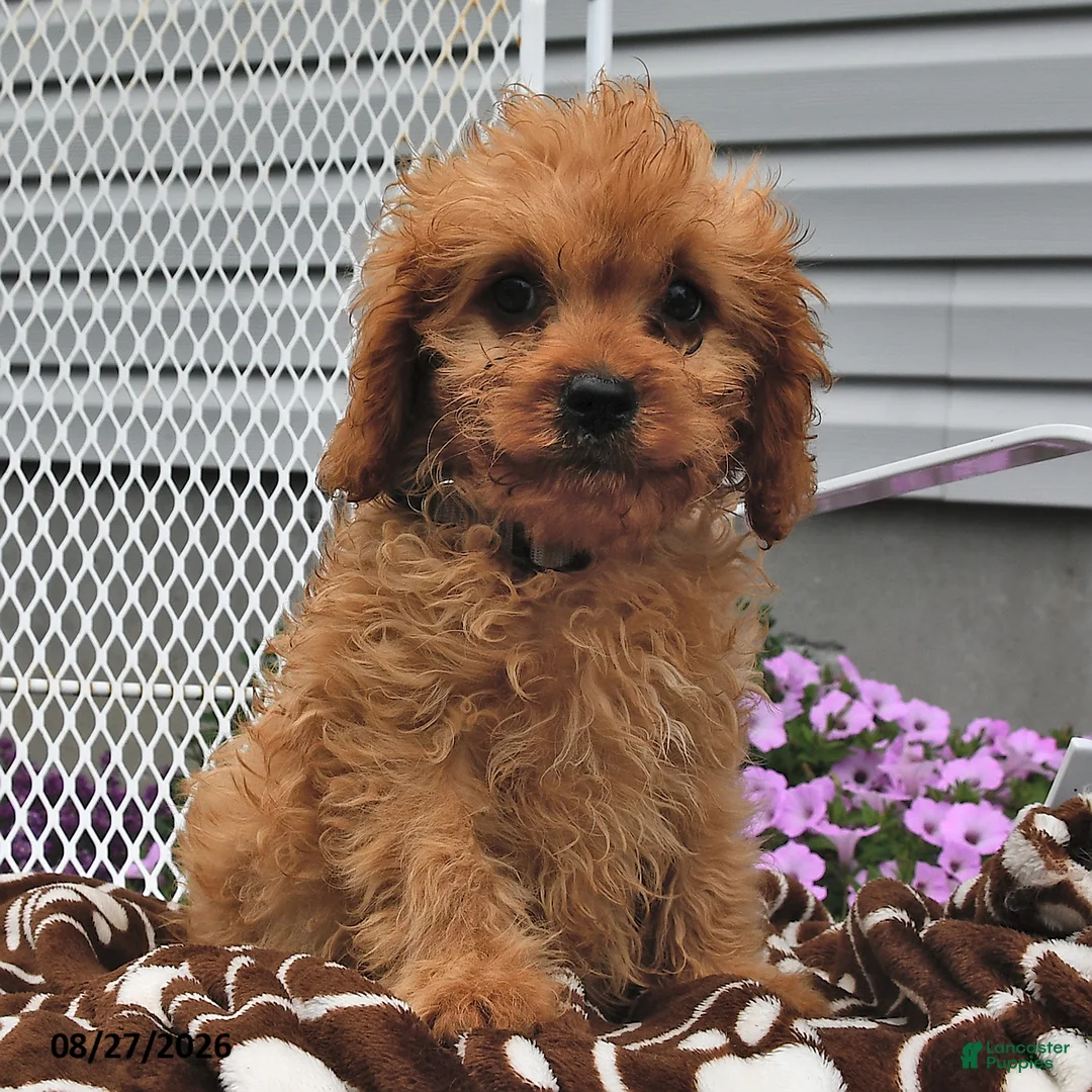 Cavapoo dogs for sale: Clifford - Ad 2