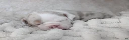 English Bulldog dogs for sale: Hattie - Ad 5