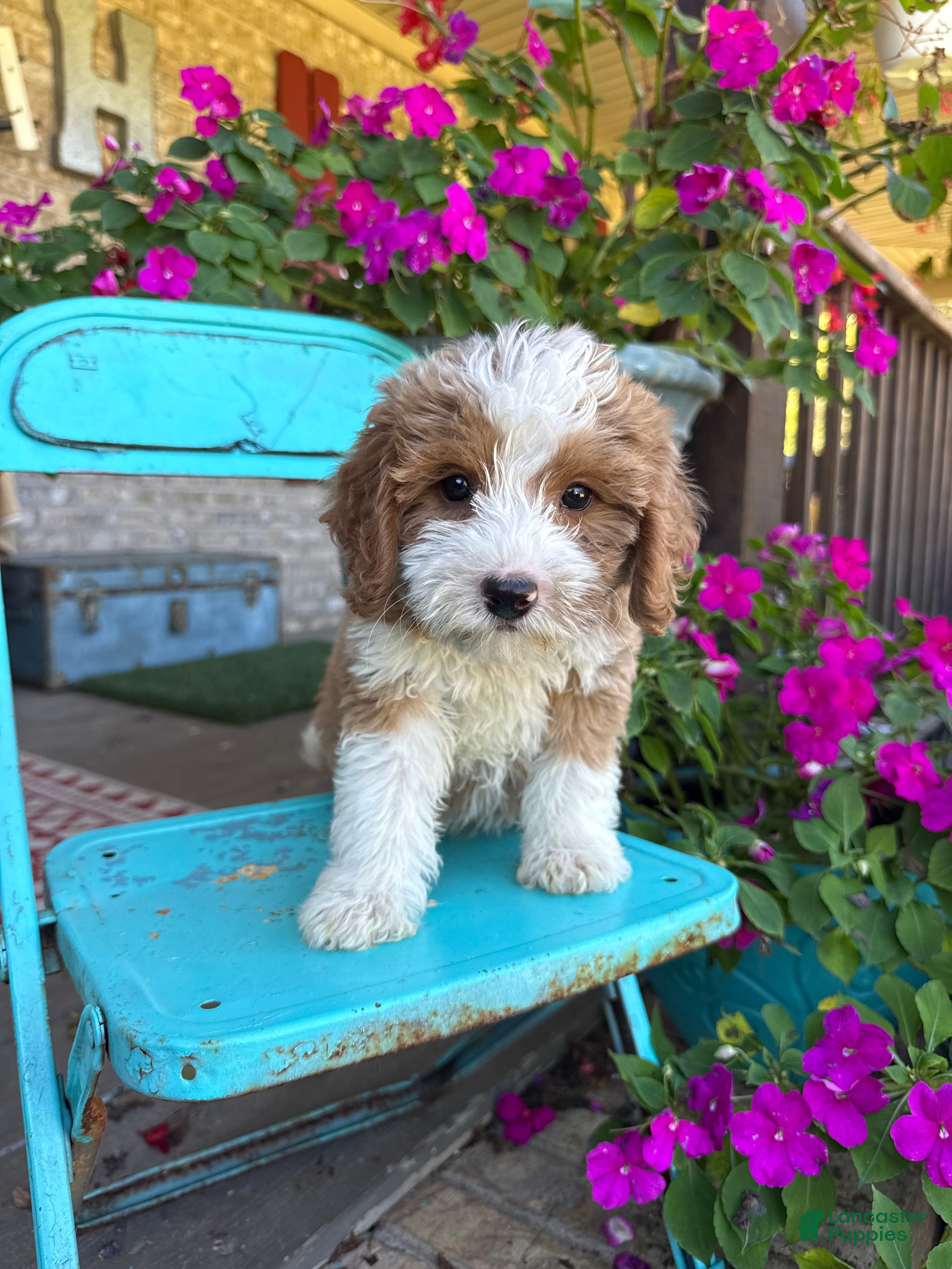 Mini Bernedoodle dogs Dolly - Ad 14