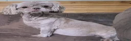 Shihpoo dogs for sale: Teddy - Ad 5