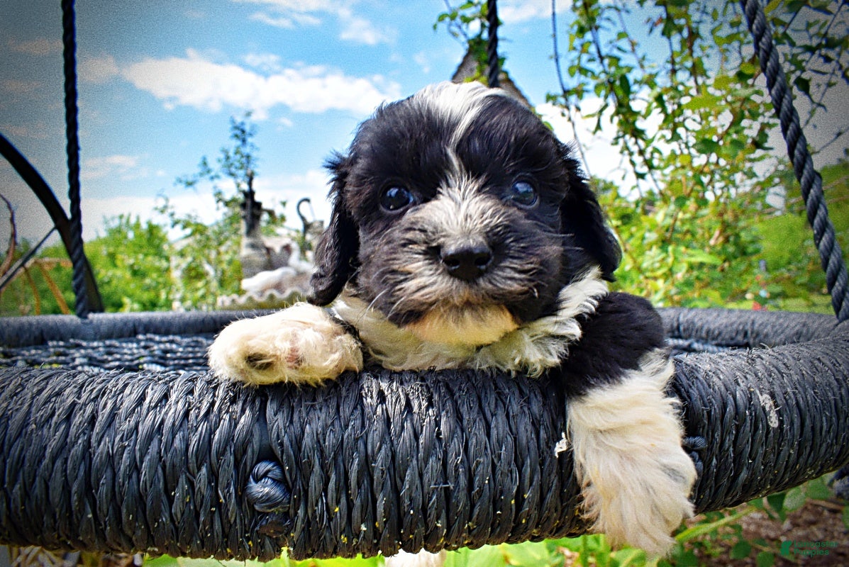 Havapoo dogs Scout - Ad 2