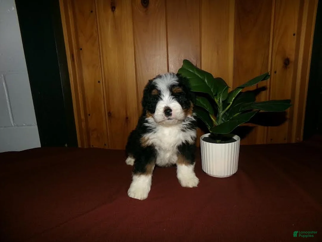 Mini Bernedoodle dogs for sale: Arnold - Ad 4