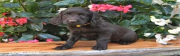 Cocker Spaniel dogs for sale: Ella - Ad 3