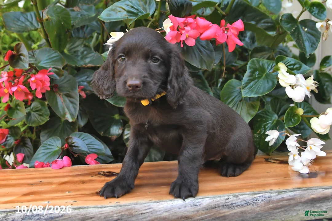 Cocker Spaniel dogs for sale: Ella - Ad 3