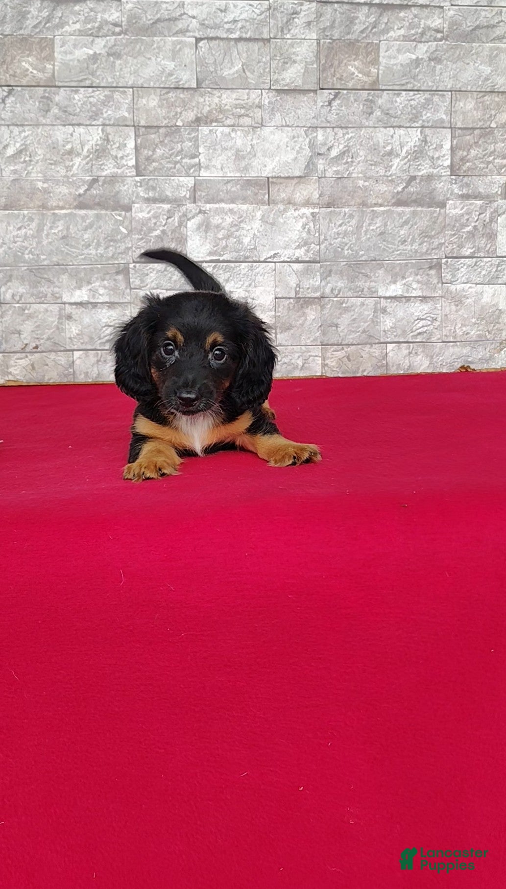 Miniature Dachshund dogs Tyler - Ad 1