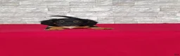 Miniature Dachshund dogs for sale: Tyler - Ad 1