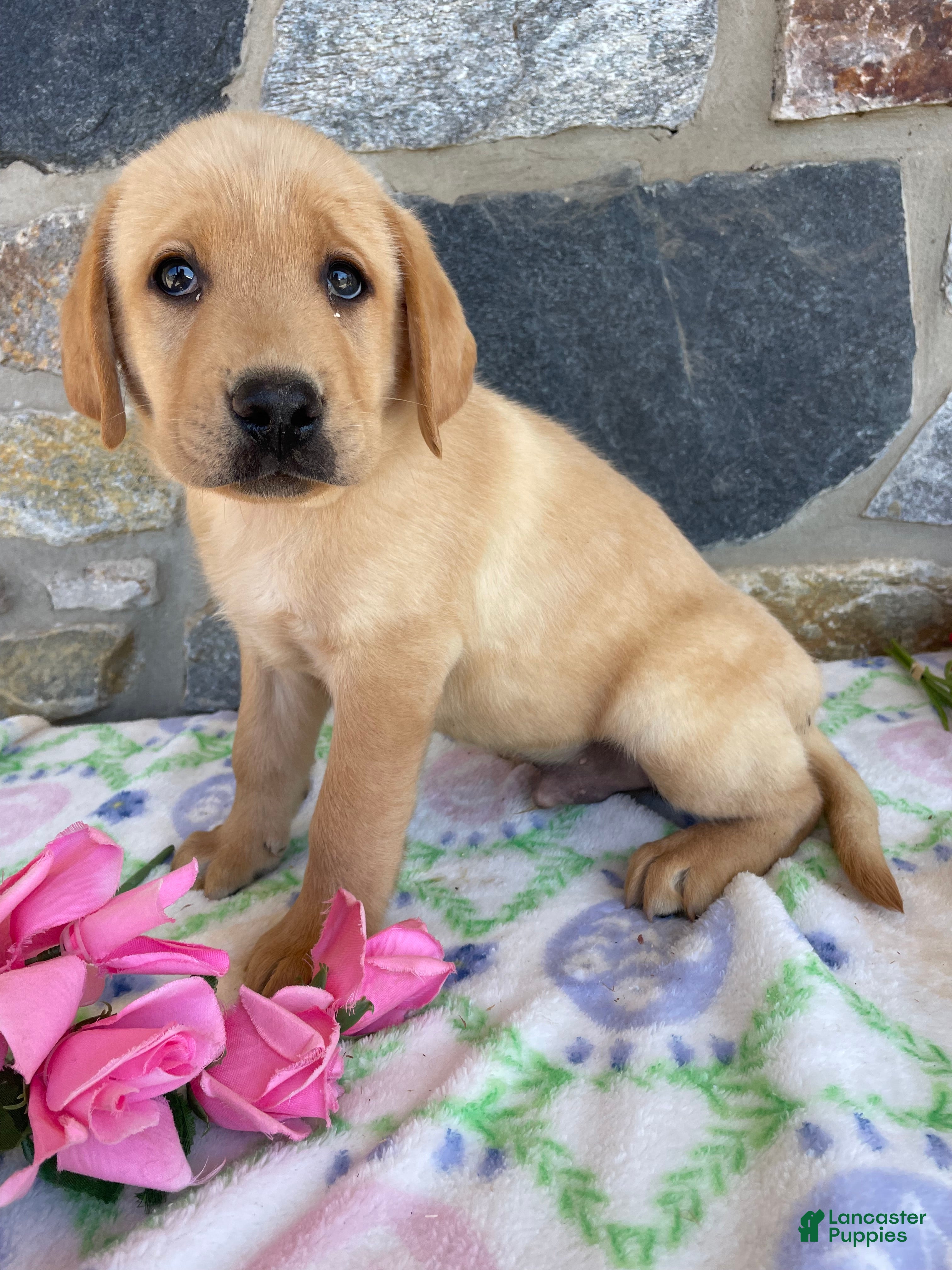 Labrador Retriever dogs Tucker - Ad 16