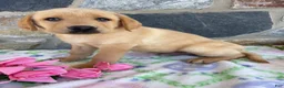 Labrador Retriever dogs for sale: Tucker - Ad 1