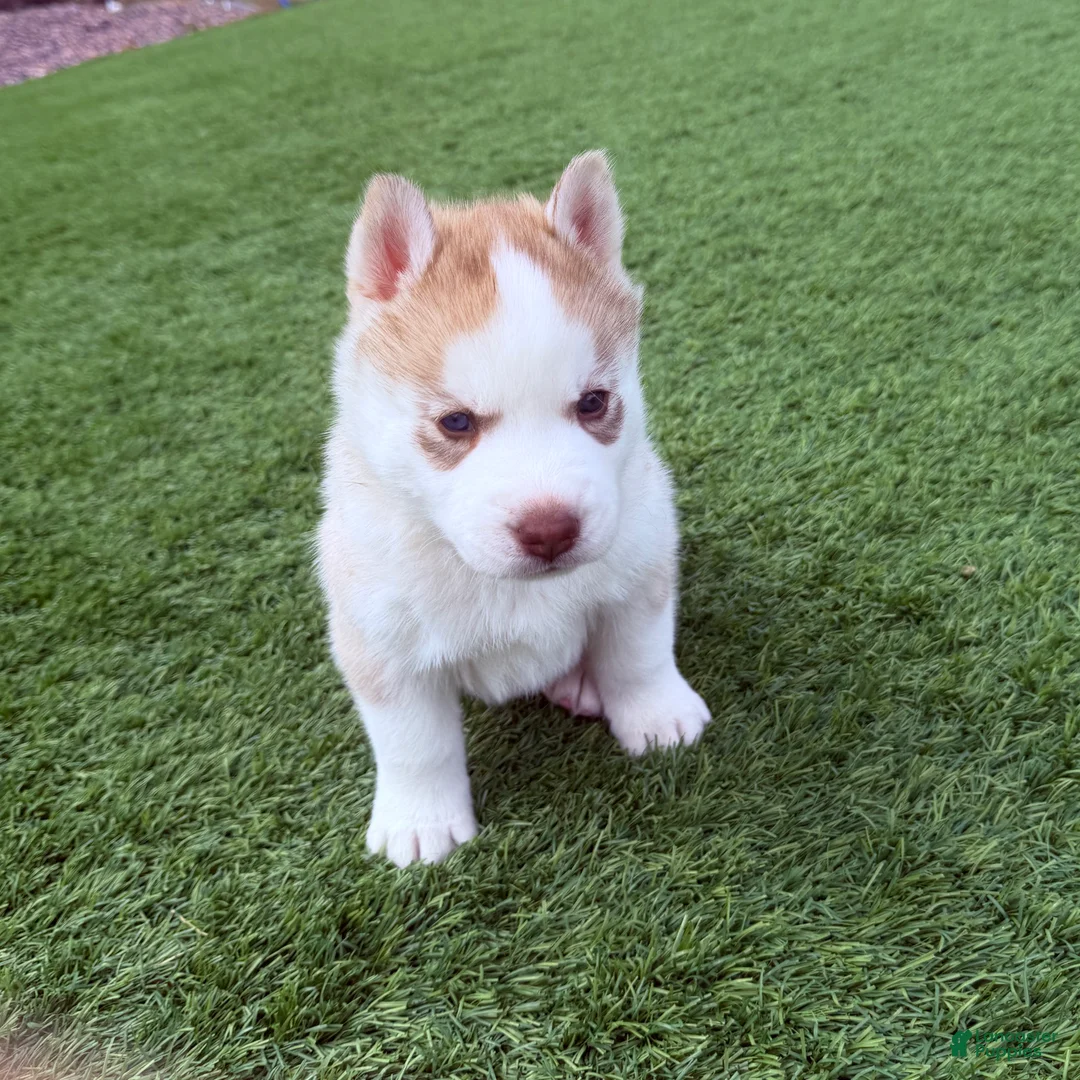 Siberian Husky dogs for sale: Ragnar  - Ad 2
