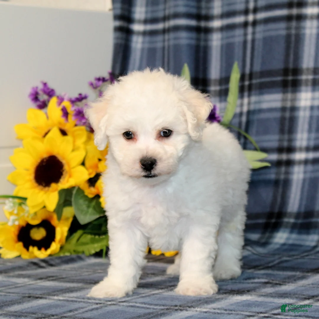 Bichon Frise dogs for sale: Fritos - Ad 4