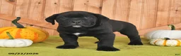 Cane Corso dogs for sale: Brewster - Ad 4