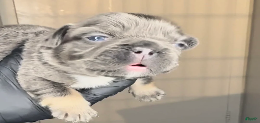 Gallery Image {{count}}