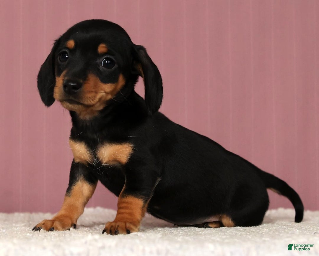 Miniature Dachshund dogs for sale: Krissy - Ad 6