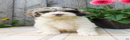 Cockapoo dogs for sale: Hunter - Ad 5