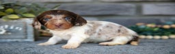 Miniature Dachshund dogs for sale: Tulip - Ad 2