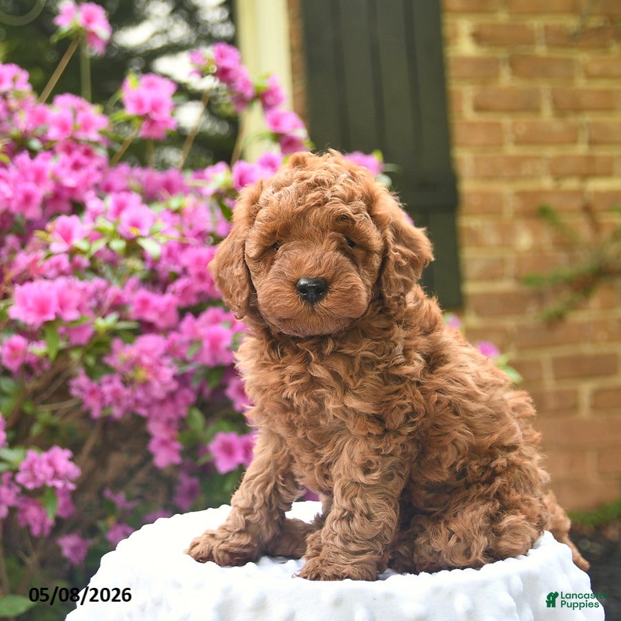 Cavapoo dogs for sale: Bambi  - Ad 3