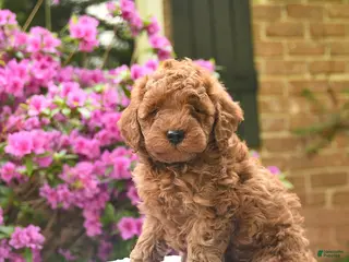 Cavapoo dogs for sale: Bambi - Ad 3