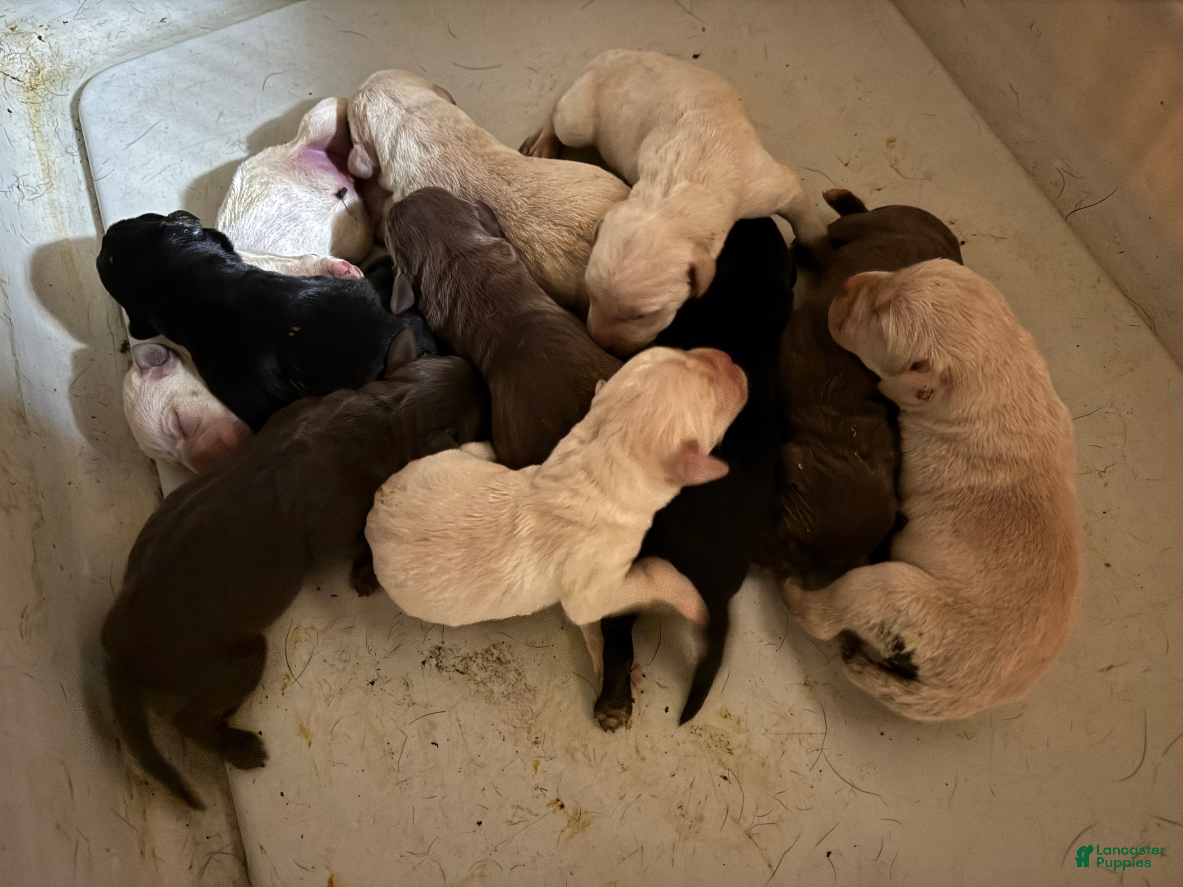 Mixed Breed dogs F1B Pointador 1 - Ad 8