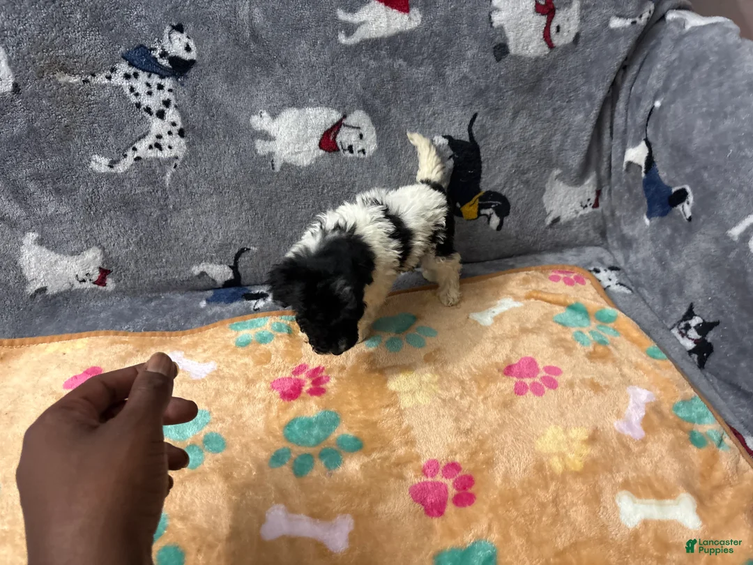 Labradoodle dogs for sale: Ivy - Ad 1