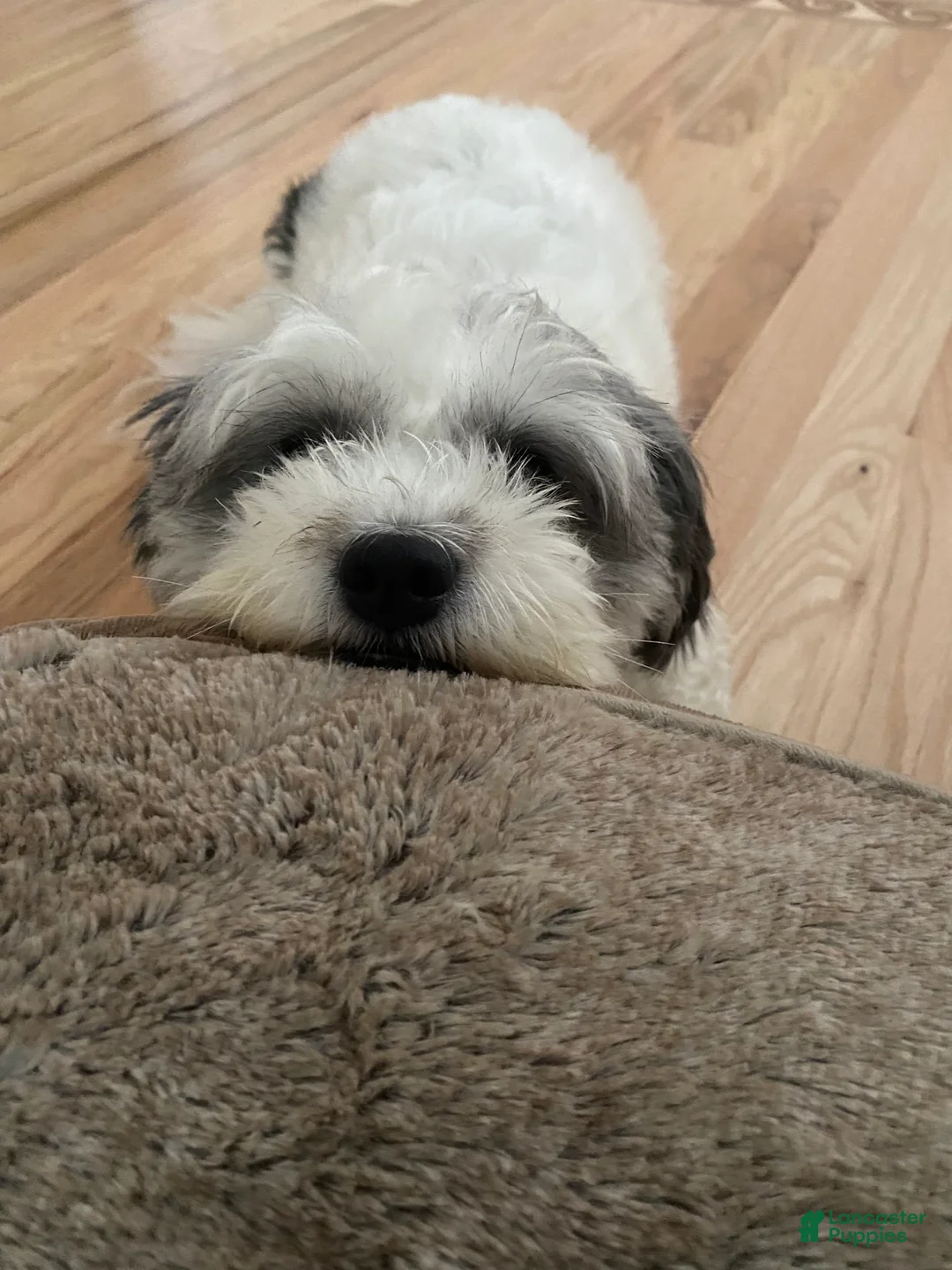 Gallery Image {{count}}