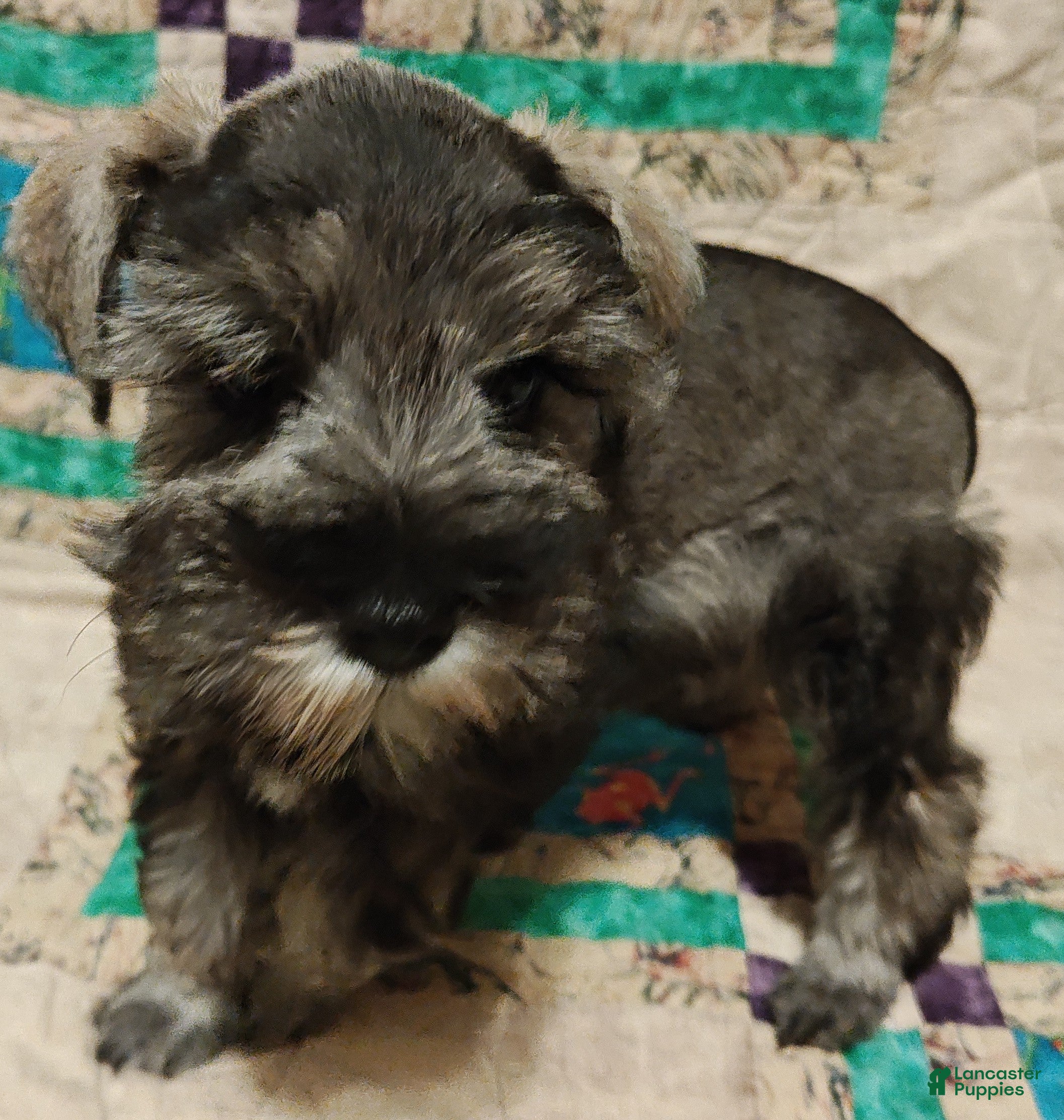 Miniature Schnauzer dogs Girl 1 - Ad 20