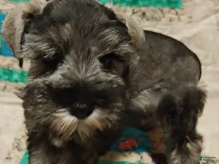 Miniature Schnauzer dogs Girl 1 - Ad 35