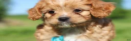 Cavapoo dogs for sale: Percy - Ad 3