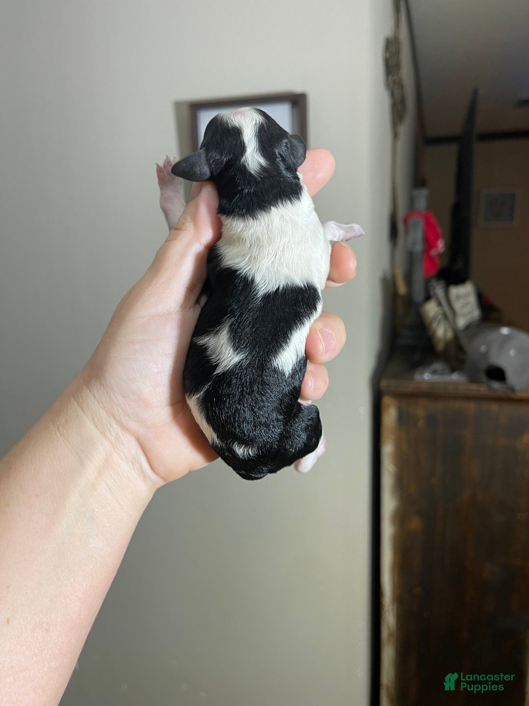 Miniature Poodle dogs for sale: Akc Clear Tri Red Bow - Ad 8