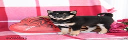 Shiba Inu dogs for sale: Bertha - Ad 2