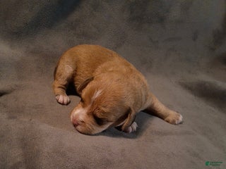 Mixed Breed dogs - Ad 9